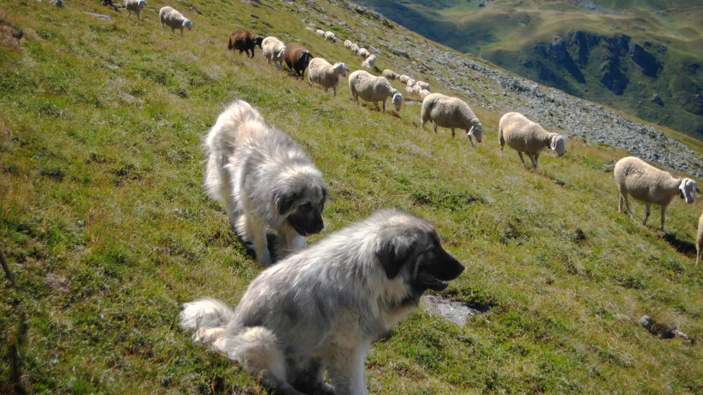 &Scaron;arplaninca. Fotografija je simbolična. 