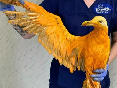 Foto: FB/&ndash; Tiggywinkles