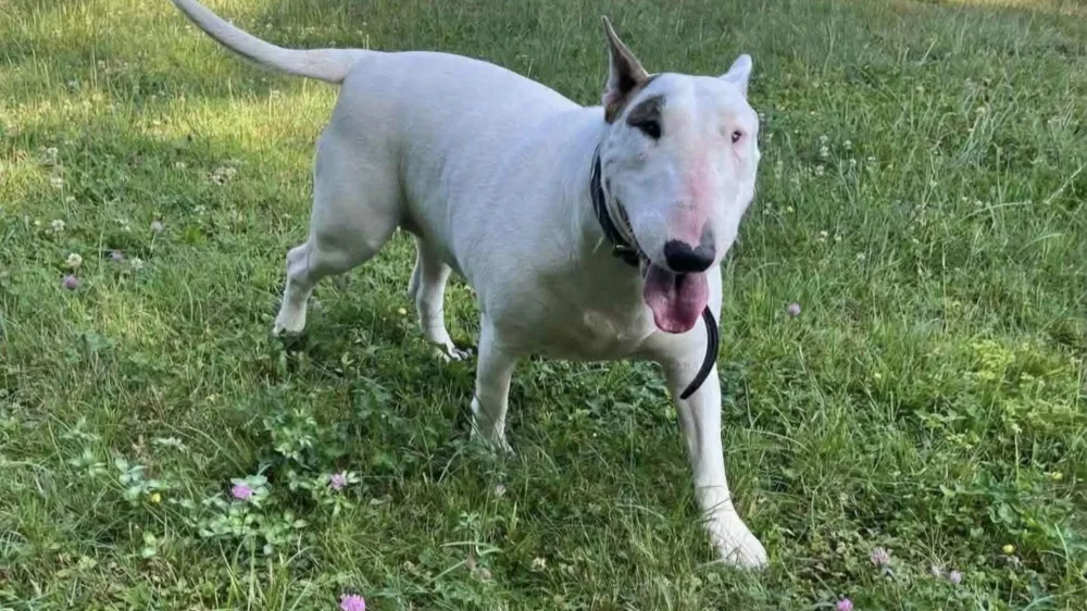 psička Madona, bulterierka. Foto:  fb AniMa - Animals Matter