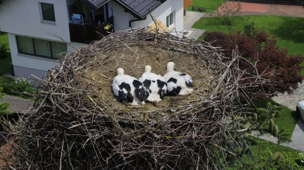 &scaron;torklje na Bledu