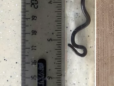 This photo provided by Re:wild shows the Barbados threadsnake next to a ruler, in the Scotland District of St. Andrew, Barbados, Thursday, March 20, 2025. (Connor Blades/Re:wild via AP)