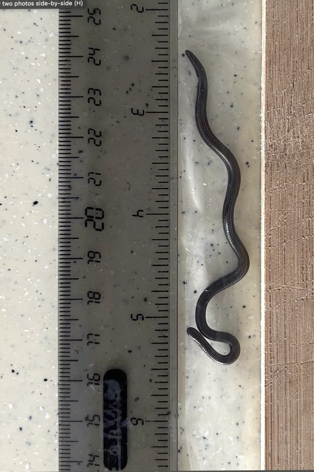 This photo provided by Re:wild shows the Barbados threadsnake next to a ruler, in the Scotland District of St. Andrew, Barbados, Thursday, March 20, 2025. (Connor Blades/Re:wild via AP)