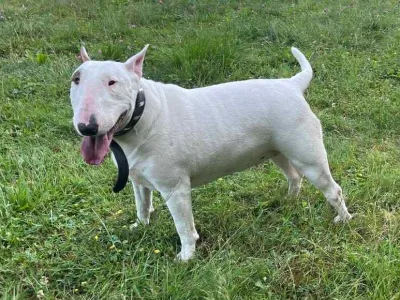 Zaveti&scaron;če za živali Maribor, psička Madona. Foto: Ani-Ma &ndash; Animals Matter 