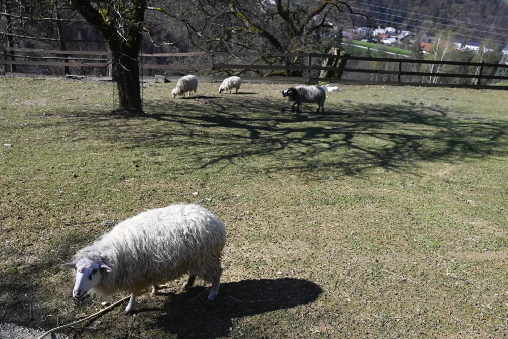 turistična kmetija Pri Lazarju - ovce - 06.04.2023 - Odbor Planinske zveze Slovenije za planinstvo invalidov (Odbor inPlaninec) &ndash; predstavitev akcije Gibalno ovirani gore osvajajo GOGO 2023 &ndash; novinarska konferenca na turistični kmetiji Pri Lazarju//FOTO: Nik Erik Neubauer