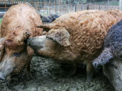 02.11.2016. ČrničeReportaža o Vipavski doliniTuristična kmetija CigojPra&scaron;iči sorta mangolica//foto: Bojan VelikonjaOPOMBA: ZA OBJAVO V OBJEKTIVU!! / Foto: Bojan Velikonja