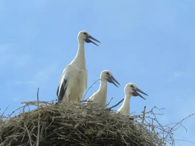 Foto: Ur&scaron;a Očko