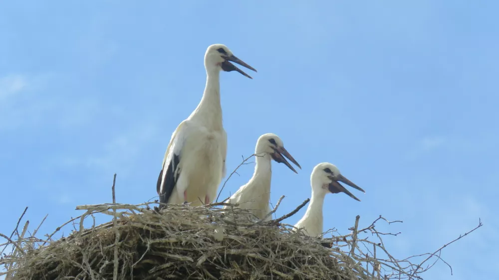 Foto: Ur&scaron;a Očko