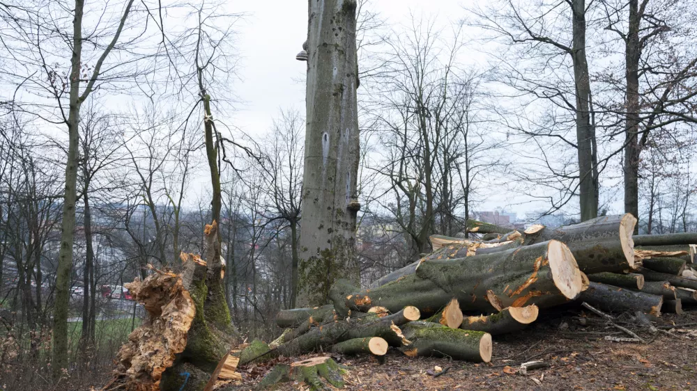 - 27.02.2024 &ndash; Krajinski park Tivoli &ndash; sečnja oslabljenih in bolnih dreves na območju Podrožni&scaron;ke poti v Krajinskem parku Tivoli, Rožnik in &Scaron;i&scaron;enski hrib //FOTO: Nik Erik Neubauer