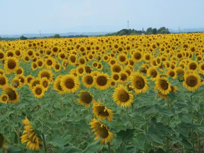 Prekmurje, polje, njiva, sončnica. Foto: Tatjana Pihlar 