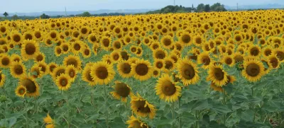 Prekmurje, polje, njiva, sončnica. Foto: Tatjana Pihlar 