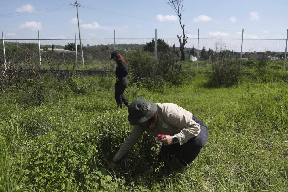 A member of the State Commission for the Search for Missing Persons collects insects within the experimental grounds in order to gather information and improve the location of clandestine graves through observation, geological analysis, and geospatial drones in Cajititlan, Mexico, Thursday, July 10, 2025. (AP Photo/Alejandra Leyva)