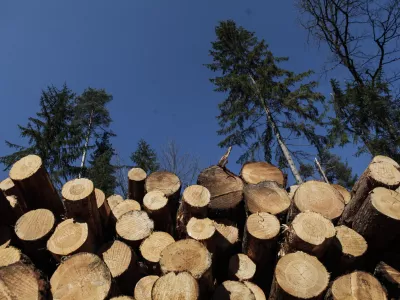 Alarmantno stanje v lesnopredelovalni panogi