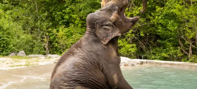 Ganga v ZOO Ljubljana