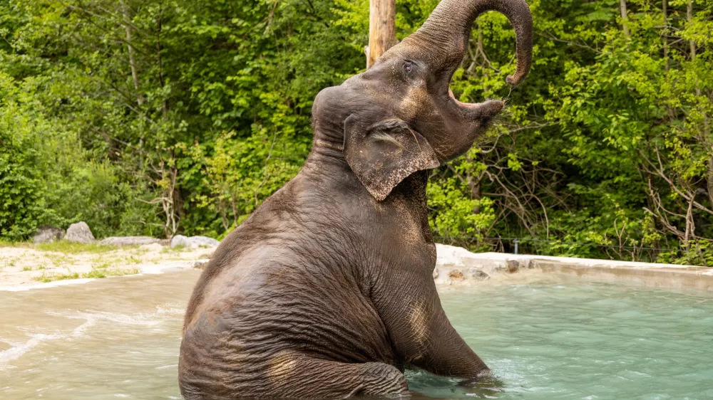 Ganga v ZOO Ljubljana