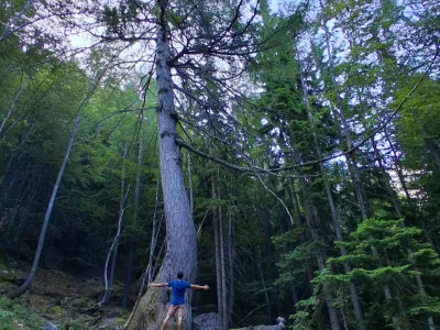 Najdebelej&scaron;i macesen pod Krofičko / Foto: Katja Petrovec 