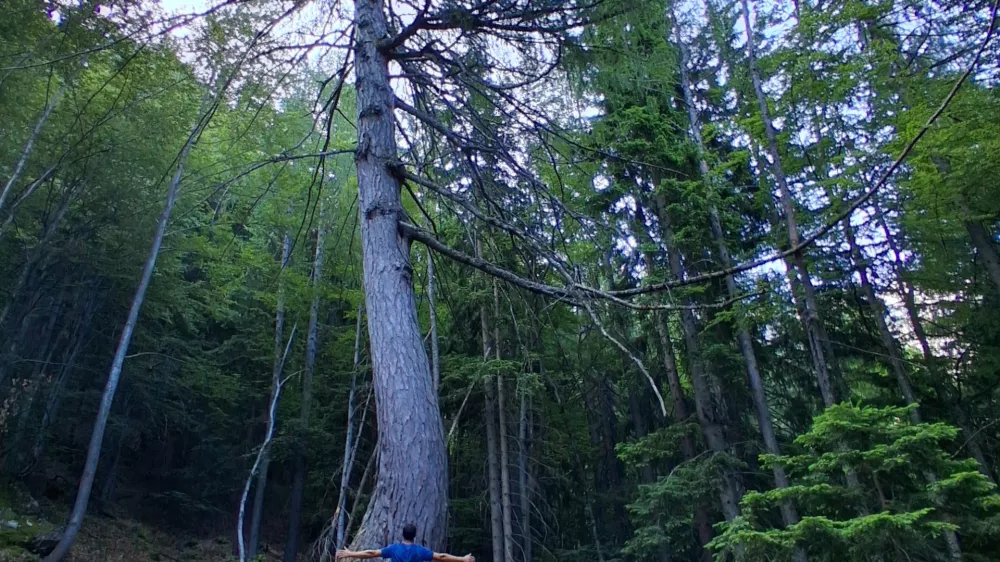 Najdebelej&scaron;i macesen pod Krofičko / Foto: Katja Petrovec 