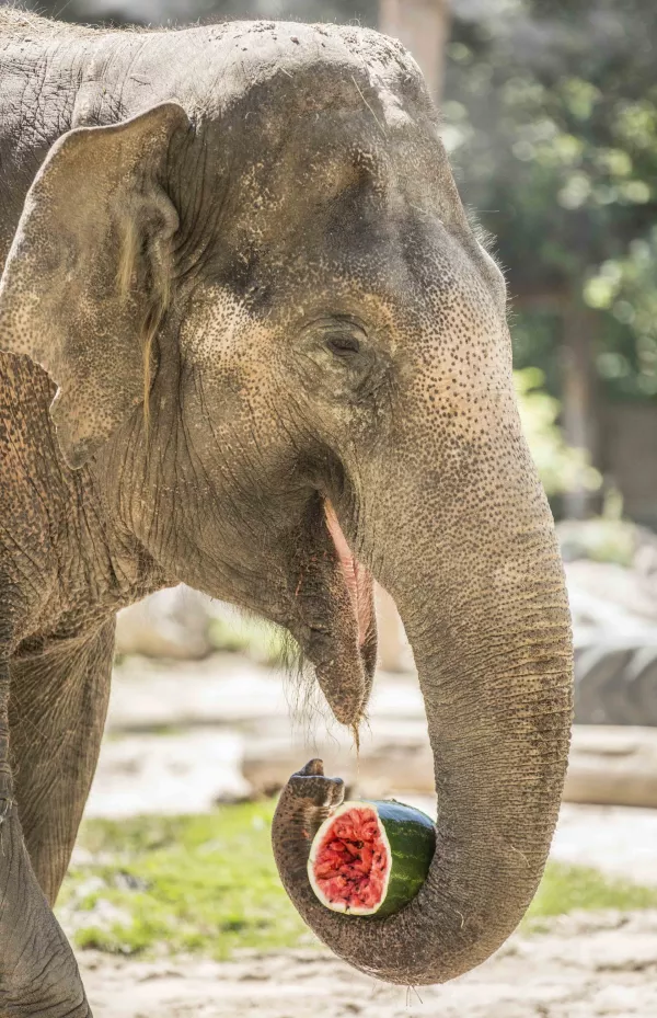 Ganga v ljubljanskem živalskem vrtz