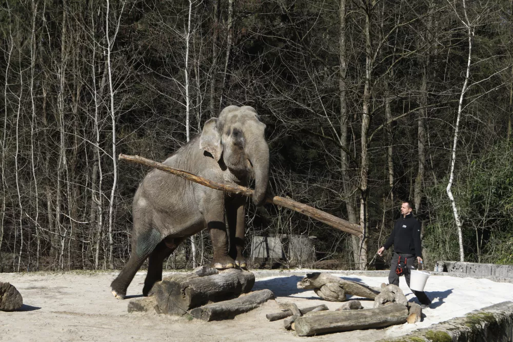 slon- 03.03.2022 - Živalski vrt ZOO Ljubljana - //FOTO: Luka Cjuha.