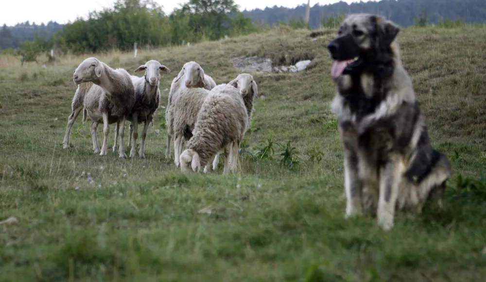pastirski pes pasme Kra&scaron;ki ovčar (Kra&scaron;evc) - čuvaj črede -- ovčjereja in kozjereja - ovce - koze - //FOTO: Bojan Velikonja / Foto: Bojan Velikonja