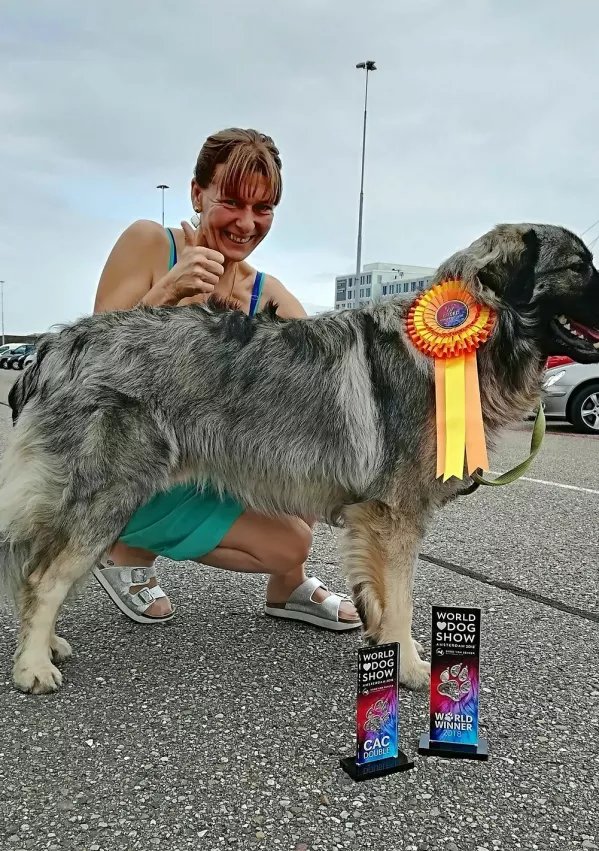 Kra&scaron;ki ovčar Primus &scaron;ampion v Amsterdamu / Foto: Arhiv Družine Lisjak 