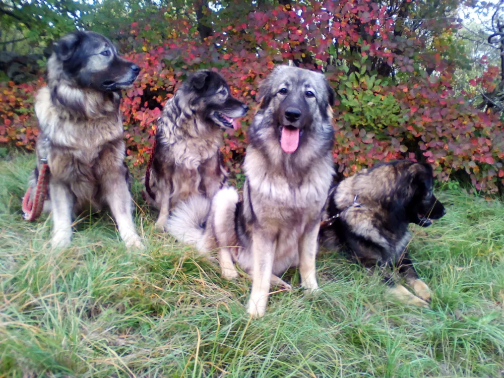 kra&scaron;ki ovčar, psarna Miliruj Dutovlje, Damijana in Davorin Lisjak / Foto: Arhiv Družine Lisjak 