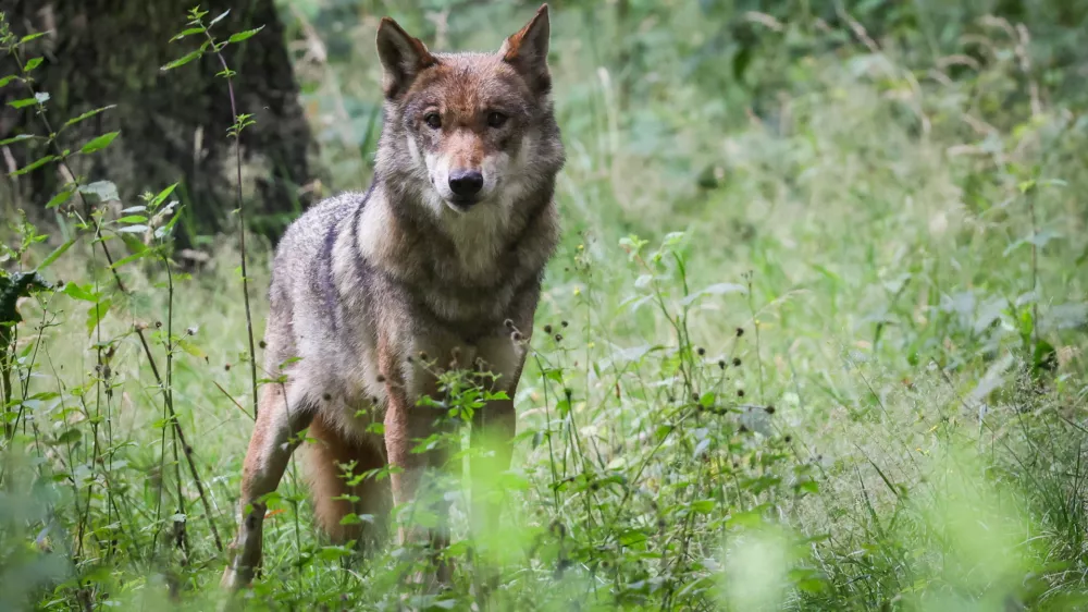 FILED - 12 July 2023, Schleswig-Holstein, Eekholt: An adult female wolf stands in her enclosure at the zoo. Photo: Christian Charisius/dpa