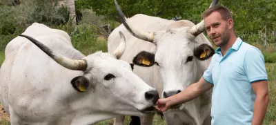 Martin Perič: Cena boškarina je vsaj trideset odstotkov višja od cene navadne govedine. F Jaka Jeraša