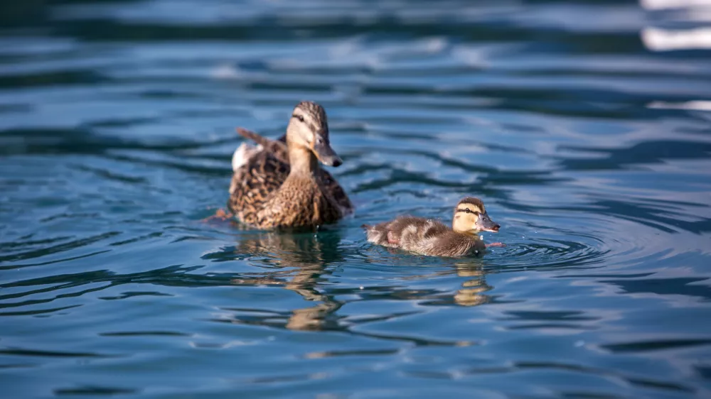 - 13.07.2016 - Reportaža o Bledu - Blejsko jezero - raca -..//FOTO: Maja Marko
