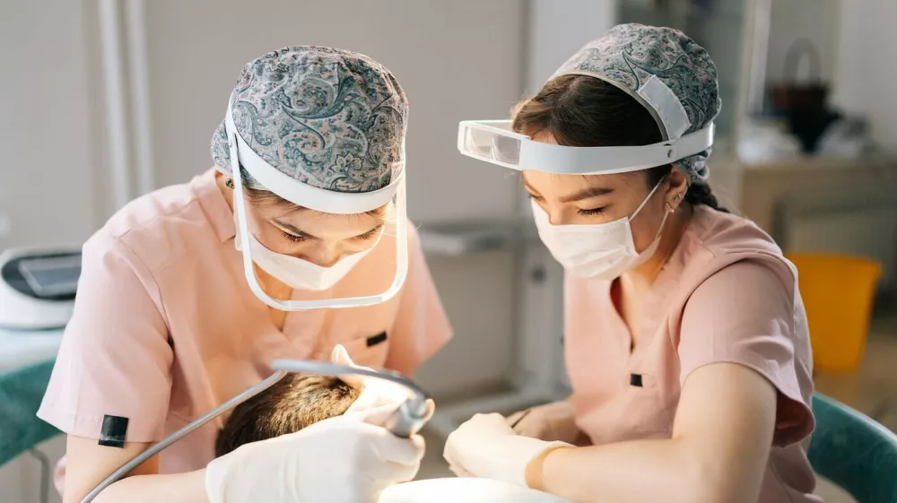 Presaditev las. Simbolična fotografija: Profimedia