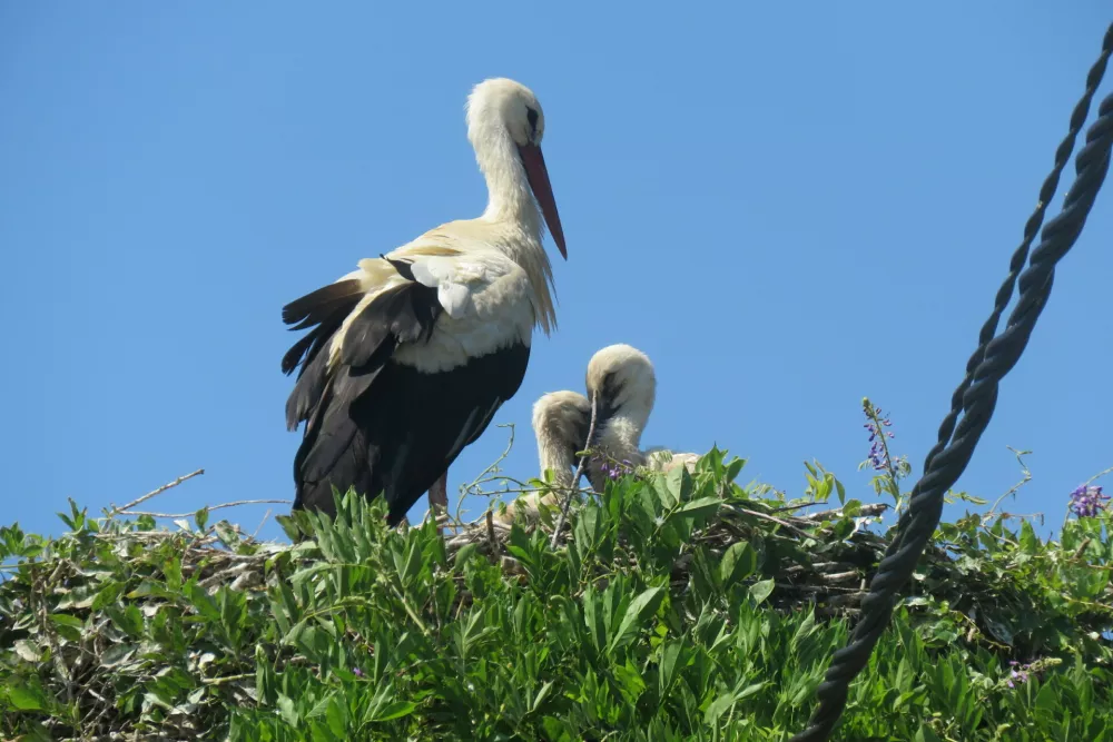 &scaron;torklje gnezdo / Foto: Zarja Platov&scaron;ek