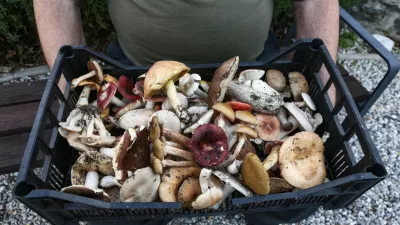 - 17.10.2019 &ndash; Gobarjenje in gobe v naravi - goba - nabiranje gob - -  //FOTO: Luka Cjuha.