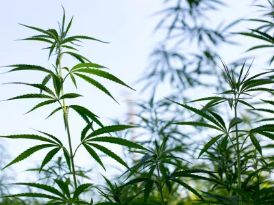 - konoplja- 21.07.2017 &ndash; Biotehnična fakulteta //FOTO: Matjaž Ru&scaron;t