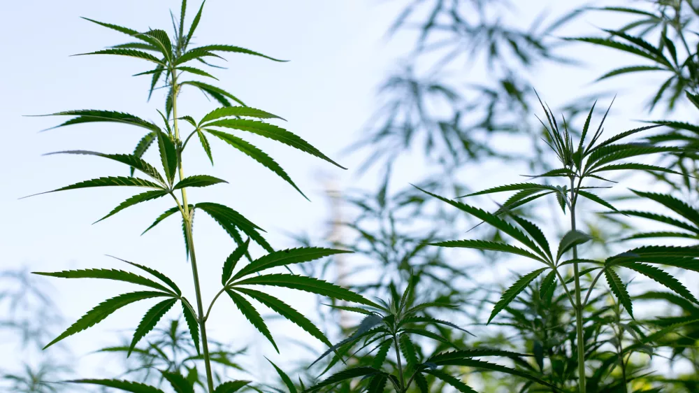 - konoplja- 21.07.2017 &ndash; Biotehnična fakulteta //FOTO: Matjaž Ru&scaron;t