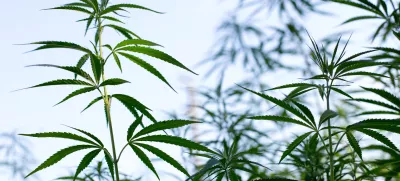 - konoplja- 21.07.2017 – Biotehnična fakulteta //FOTO: Matjaž Rušt