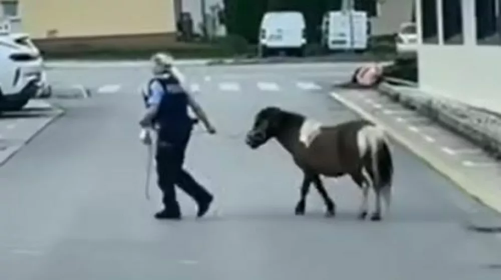 Policistka in poni na sprehodu. 