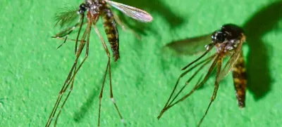 FILED - 13 March 2018, Brandenburg, Muencheberg: The Asian tiger mosquito male (L), female (r), occasionally also tiger mosquito, at the Leibniz Center for Agricultural Landscape Research (ZALF) at the Institute of Land Use Systems, Medical Entomology WG. The mosquito-borne Chikungunya virus has recently begun to spread rapidly in southern China, the World Health Organization (WHO) announced on Wednesday. Photo: Patrick Pleul/zb/dpa