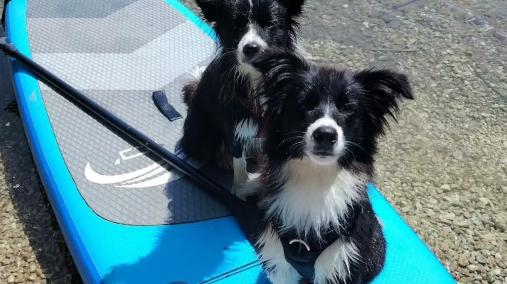 Zadnja fotografije leto dni stare psičke Bie med kopanjem v Bohinjskem jezeru. F Facebook