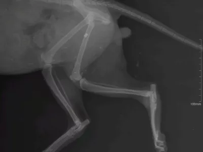 mačka, zračna pu&scaron;ka, veterinar. Veterina Nabergoj / Foto: Veterina Nabergoj