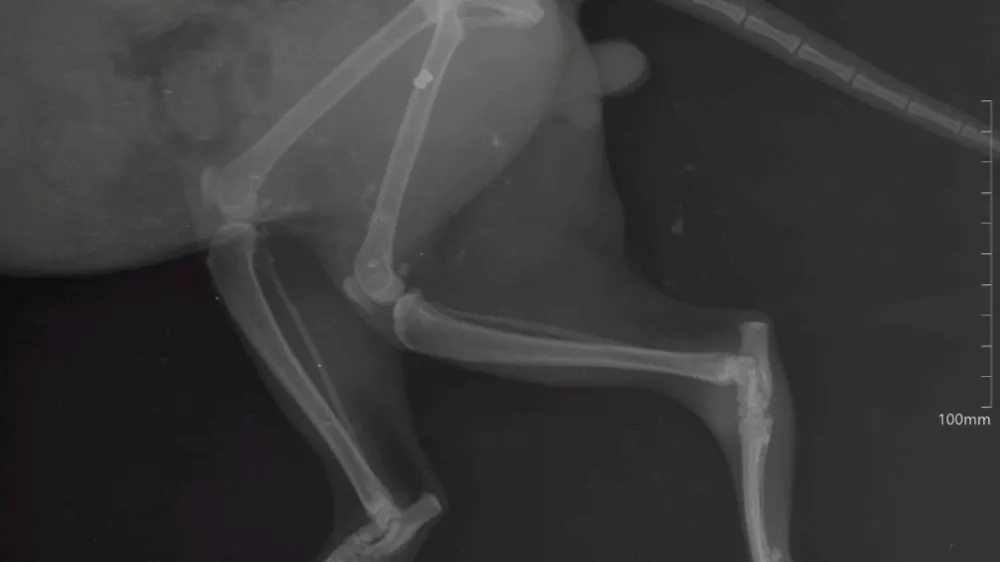 mačka, zračna pu&scaron;ka, veterinar. Veterina Nabergoj / Foto: Veterina Nabergoj