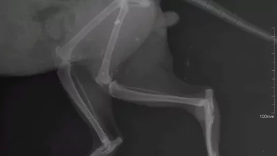 mačka, zračna pu&scaron;ka, veterinar. Veterina Nabergoj / Foto: Veterina Nabergoj