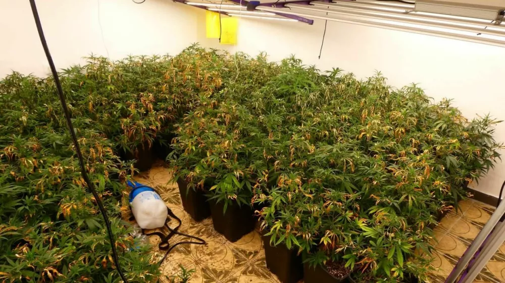 zaseg sadik konoplje v Podlehniku