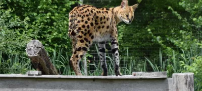 Afriška divja mačka oziroma serval.