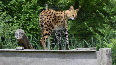 Afri&scaron;ka divja mačka oziroma serval.