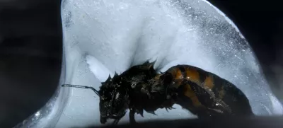 Pusti sanjam, da tlijo