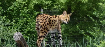 Afriška divja mačka oziroma serval.