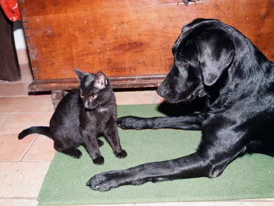 Pes in mačka, 