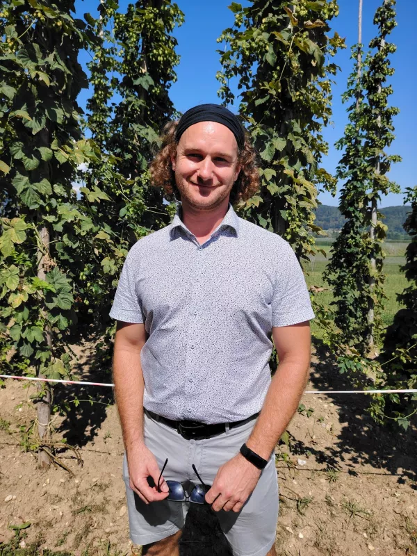 Hmeljarji letos pričakujejo podpovprečno letino