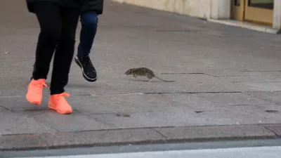 podgana 05.12.2021., Rijeka - Stakor u centru grada preplasio prolaznice. Photo: Goran Kovacic/PIXSELL