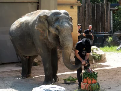 13.08.2025 -živalski vrt Ljubljana Zoo, slon Ganga, 50 letFoto: Tomaž Skale / Foto: 