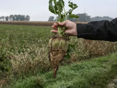 sladkorna pesa- 04.10.2017 - nekdanja Tovarna sladkorja Ormož (TSO) v likvidaciji - Skupina Agrana-Studen je kupila pakirni center, silos in skladi&scaron;ča kjer ima hčerinsko podjetje Agragold trgovina pakirno-logistični center sladkorja za oskrbovanje trgov EU in Zahodnega Balkana.//FOTO: Luka Cjuha.OPOMBA: DNEVNIKOV OBJEKTIV - REPORTAŽA 2017 / Foto: Luka Cjuha